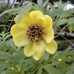 Paeonia delavayi Dian Mu Dan, Father Delavay's Tree Peony seed for sale 