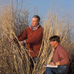 Panicum virgatum   Forestburg Switchgrass, Switch Grass, Forestburg Switchgrass seed for sale 