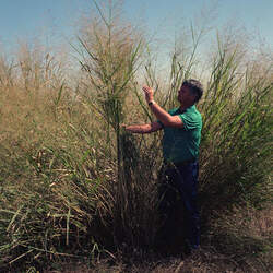 Panicum virgatum   Alamo Switchgrass, Switch Grass seed for sale 