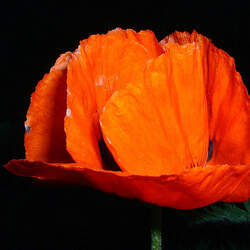 Papaver orientale   Prince Of Orange Prince Of Orange Oriental Poppy seed for sale 