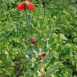 Papaver somniferum  'The Giant' Giant Poppy seed for sale 