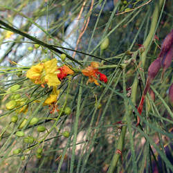 Parkinsonia aculeata Jerusalem Thorn, Mexican Palo Verde, Jellybean Tree, Palo Verde, Parkinsonia seed for sale 