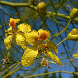 Parkinsonia aculeata Jerusalem Thorn, Mexican Palo Verde, Jellybean Tree, Palo Verde, Parkinsonia seed for sale 