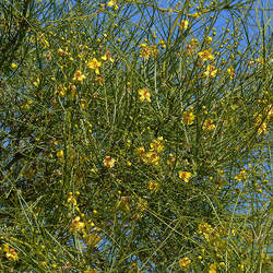 Parkinsonia aculeata Jerusalem Thorn, Mexican Palo Verde, Jellybean Tree, Palo Verde, Parkinsonia seed for sale 