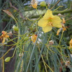 Parkinsonia aculeata Jerusalem Thorn, Mexican Palo Verde, Jellybean Tree, Palo Verde, Parkinsonia seed for sale 