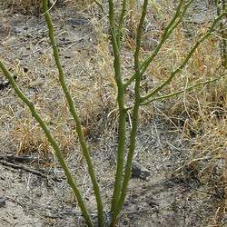 Parkinsonia aculeata Jerusalem Thorn, Mexican Palo Verde, Jellybean Tree, Palo Verde, Parkinsonia seed for sale 