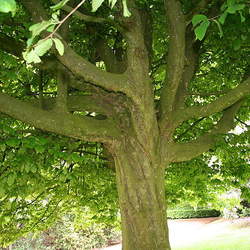 Parrotia persica Persian Ironwood, Persian Parrotia seed for sale 