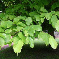 Parrotia persica Persian Ironwood, Persian Parrotia seed for sale 