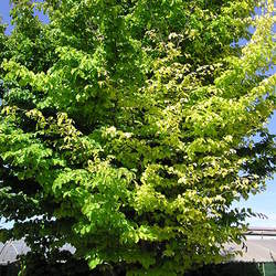 Parrotia persica Persian Ironwood, Persian Parrotia seed for sale 