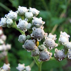 Parthenium integrifolium Wild Quinine seed for sale 