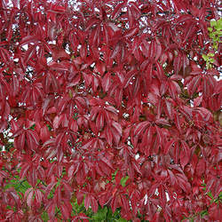 Parthenocissus quinquefolia Virginia Creeper, Engelmann's Ivy seed for sale 