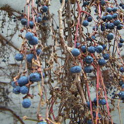 Parthenocissus tricuspidata   Veitchii Boston Ivy, Japanese Ivy seed for sale 