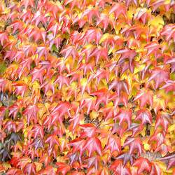 Parthenocissus tricuspidata   Veitchii Boston Ivy, Japanese Ivy seed for sale 