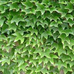 Parthenocissus tricuspidata   Veitchii Boston Ivy, Japanese Ivy seed for sale 