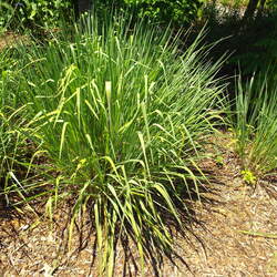 Paspalum floridanum Florida Paspalum seed for sale 