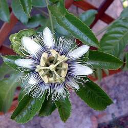 Passiflora edulis Purple Granadilla, Passion Fruit, Bat Leaved Passion Flower, Granadilla seed for sale 