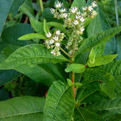 Penthorum sedoides Ditch Stonecrop, Virginia Stonecrop seed for sale 