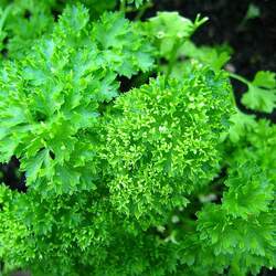 Petroselinum crispum   Triple Curled Parsley seed for sale 