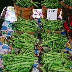 Phaseolus vulgaris   Tenderette Tenderette Bean, Green Bean seed for sale 