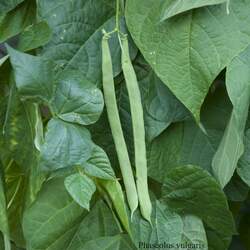 Phaseolus vulgaris  Bush Beans Provider Provider Bush Beans seed for sale 