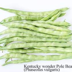 Phaseolus vulgaris  Pole Beans Kentucky wonder Kentucky Wonder Pole Bean seed for sale 