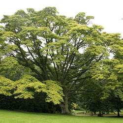 Phellodendron amurense Amur Corktree, Amur Cork Tree seed for sale 