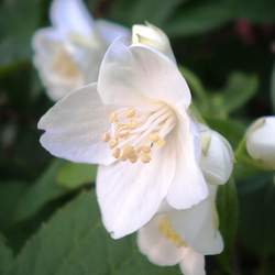 Philadelphus coronarius Sweet Mock Orange, Garden Mockorange seed for sale 