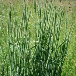 Phleum pratense Timothy, Timothy Grass seed for sale 