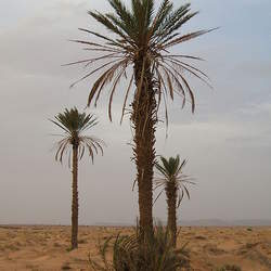 Phoenix dactylifera Date Palm seed for sale 