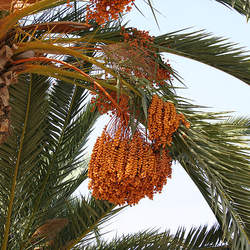 Phoenix dactylifera Date Palm seed for sale 