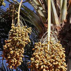 Phoenix dactylifera Date Palm seed for sale 