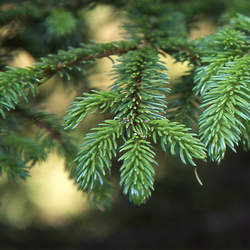 Picea glehnii Sakhalin Spruce, Sachalin Spruce seed for sale 