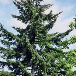 Picea glehnii Sakhalin Spruce, Sachalin Spruce seed for sale 