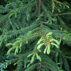 Picea koraiensis Korean Spruce seed for sale 