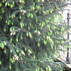 Picea likiangensis Lijang Spruce seed for sale 