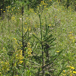 Picea obovata Siberian Spruce seed for sale 