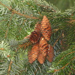 Picea omorika Serbian Spruce seed for sale 