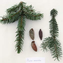 Picea omorika Serbian Spruce seed for sale 