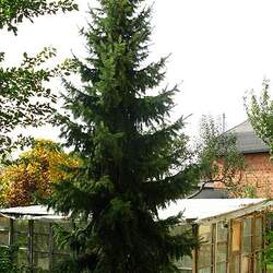 Picea omorika Serbian Spruce seed for sale 