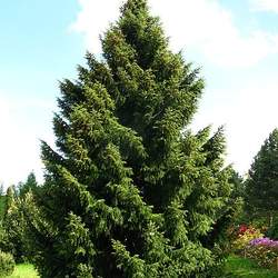 Picea omorika Serbian Spruce seed for sale 