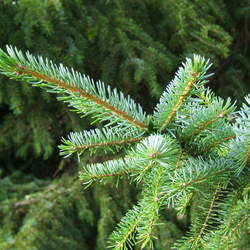 Picea omorika Serbian Spruce seed for sale 