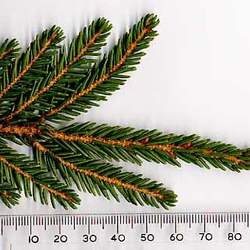 Picea orientalis Oriental Spruce seed for sale 