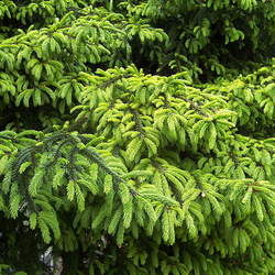 Picea orientalis Oriental Spruce seed for sale 