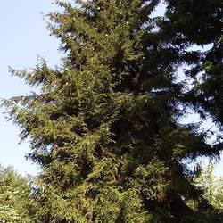 Picea orientalis Oriental Spruce seed for sale 