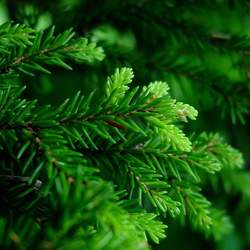 Picea orientalis Oriental Spruce seed for sale 