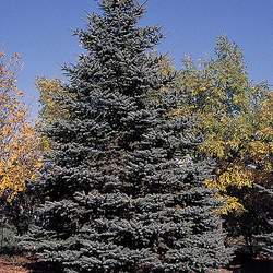 Picea pungens   Majestic Majestic Blue Spruce seed for sale 