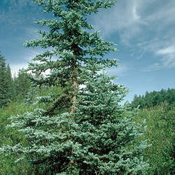 Picea pungens    AZ Apache Blue Spruce seed for sale 