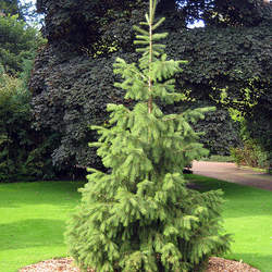 Picea smithiana Morinda Spruce, Himalayan Spruce seed for sale 