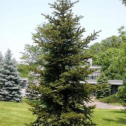 Picea torano Tiger-tail Spruce seed for sale 