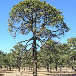 Pinus arizonica  ornelasii Cooper Pine seed for sale 